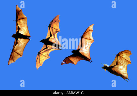 Roussette d Indonesie pteropus vampyrus grandi Volpi volanti Borneo Indonesia asia indonesia adulto animale animali pipistrelli bat mammifero Foto Stock