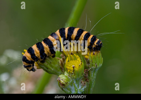 Il cinabro Moth Caterpillar Tyria jacobaeae England Regno Unito Foto Stock