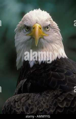 Aquila calva Haliaeetus leucocephalus Florida USA Foto Stock