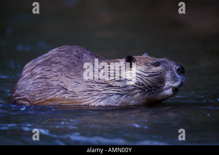 American Beaver (Castor canadensis) - Colorado - STATI UNITI - in acqua Foto Stock