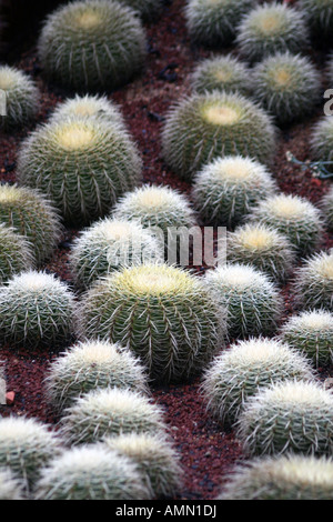 Barrel Cactus presso il Royal Botanic Gardens di Sydney [Mrs Macquaries Road, Sydney, Nuovo Galles del Sud, Australia, Oceania]. . Foto Stock