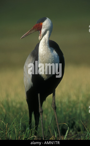 Wattled gru (Bugeranus carunculatus) - Sud Africa - IUCN in pericolo di estinzione Foto Stock