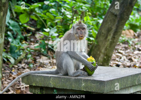 Mangiare Green Mango lunga coda di macachi Macaca fascicularis Monkey Forest Ubud Bali Indonesia Foto Stock