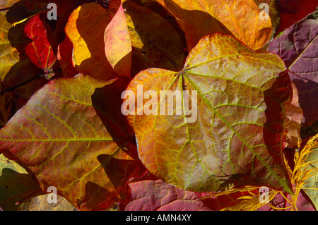 Foglie di autunno su un albero con la luce proveniente attraverso di esse Foto Stock