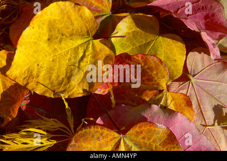 Foglie di autunno su un albero con la luce proveniente attraverso di esse Foto Stock