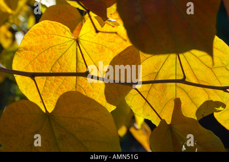 Foglie di autunno su un albero con la luce proveniente attraverso di esse Foto Stock