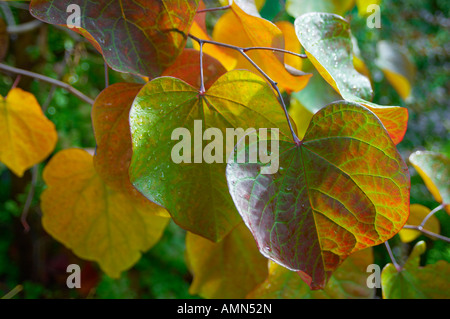 Foglie di autunno su un albero con la luce proveniente attraverso di esse Foto Stock
