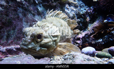 Pesci di pietra Foto Stock