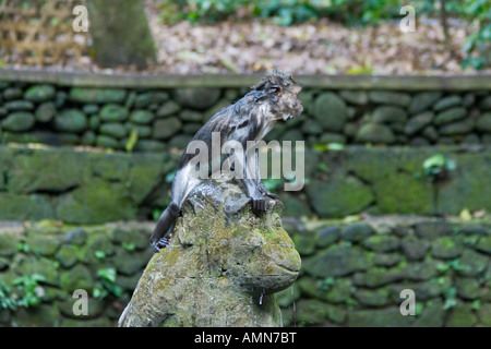 Wet lunga coda di macachi Macaca fascicularis indù sulla statua di pietra di Monkey Forest Ubud Bali Indonesia Foto Stock