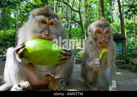 Due lunga coda di macachi Macaca fascicularis condividendo un mango Monkey Forest Ubud Bali Indonesia Foto Stock