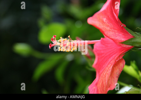 Immagine ravvicinata di hybiscus stame con fuori fuoco sfondo. Foto Stock