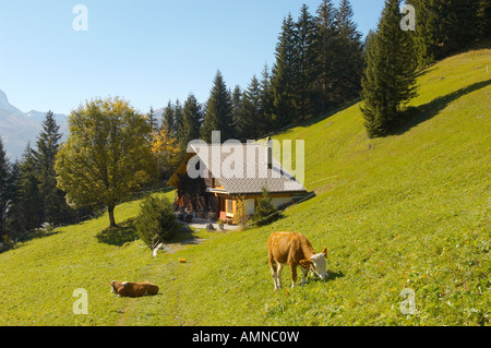 Pascoli alpini con un tradizionale chalet in legno e vacche Swistzerland Foto Stock