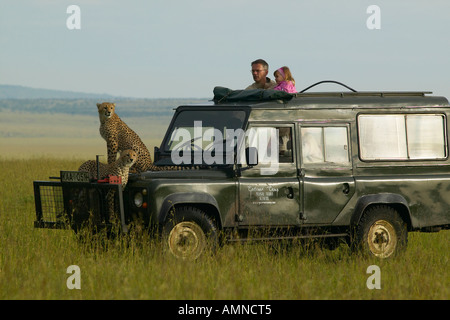 Sondaggio ghepardi praterie dalla parte superiore del veicolo Landrover con l uomo e la bambina guarda nel Masai Mara vicino a poco governatore s Foto Stock