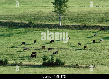 Capi di bestiame nei pressi di Wheatley River, Prince Edward Island, Canada Foto Stock