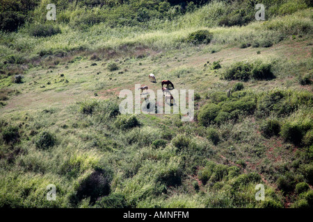 I cavalli in un campo n la bella tipica città brasiliane di Buzios vicino a Rio de Janeiro in Brasile Foto Stock