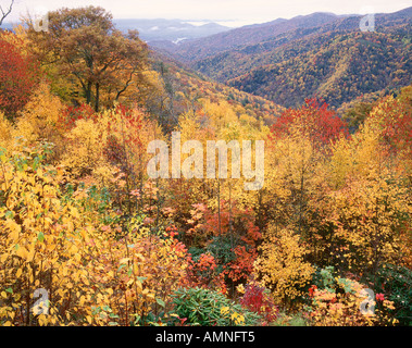 Alberi in Great Smoky Mountains Nat. Parco, Tennessee, Stati Uniti d'America Foto Stock