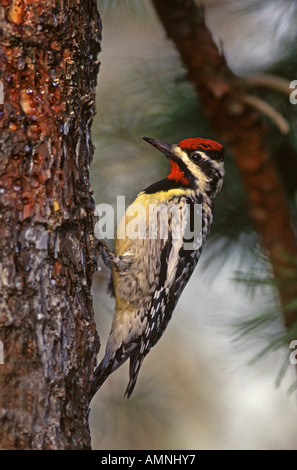 Giallo Sapsucker panciuto Foto Stock