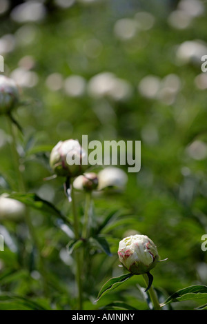 Germogliando bianco peonie erbacee Foto Stock