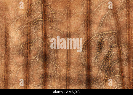 Foresta del pino Foto Stock