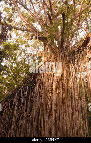 Curtain Fig Tree, altopiano di Atherton, Queensland, Australia Foto Stock