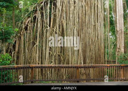 Curtain Fig Tree, altopiano di Atherton, Queensland, Australia Foto Stock