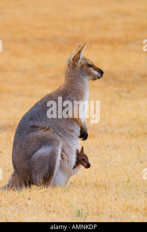 Collo rosso Wallaby e Joey, Queensland, Australia Foto Stock