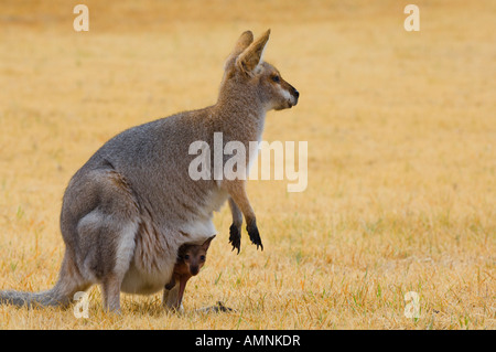 Collo rosso Wallaby e Joey, Queensland, Australia Foto Stock