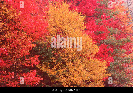 Alberi in autunno, Kingston, New Brunswick, Canada Foto Stock