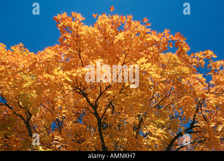 Albero di acero, Kingston Penisola, New Brunswick, Canada Foto Stock