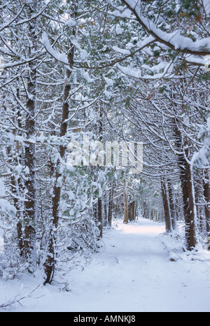 Il Cedar Grove ricoperta di neve Shamper's Bluff, New Brunswick, Canada Foto Stock