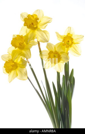 Yellow daffodils (Narcissus pseudonarcissus), close-up Foto Stock
