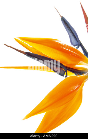 Fiore di gru (Strelitziaceae), close-up Foto Stock