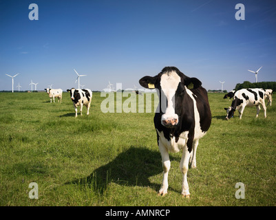 Ritratto di vacche da latte Foto Stock