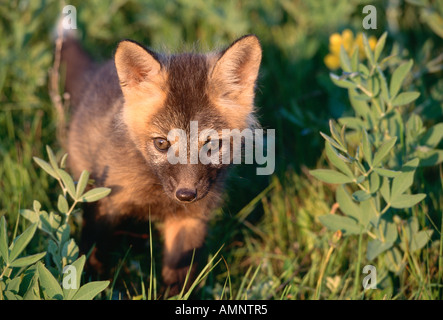 Giovani Red Fox, Alberta, Canada Foto Stock
