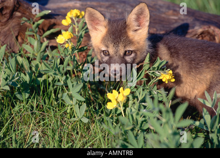 Giovani Red Fox, Alberta, Canada Foto Stock