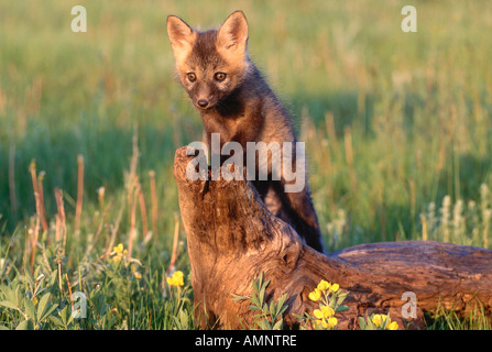 Giovani Red Fox, Alberta, Canada Foto Stock