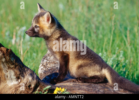 Giovani Red Fox, Alberta, Canada Foto Stock