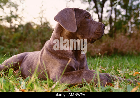 Mastino Napoletano cucciolo Foto Stock