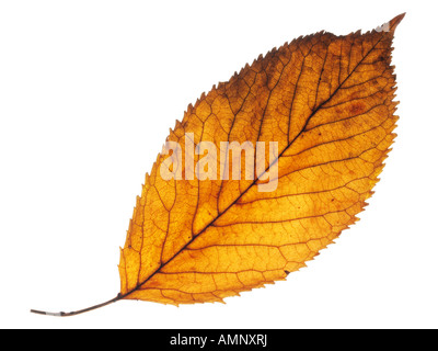 Singoli autunno autunno foglia contro uno sfondo bianco. immagine grafica contro uno sfondo bianco per il taglio. Foto Stock