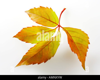 Foglie di autunno. Singola foglia caduta contro il bianco. Colori e texture naturali. Foto Stock