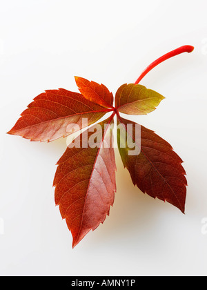Foglie di autunno. Singola foglia caduta contro il bianco. Colori e texture naturali. Foto Stock
