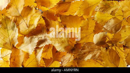 Foglia. Autunno cadono le foglie. Colori e texture naturali. Foto Stock