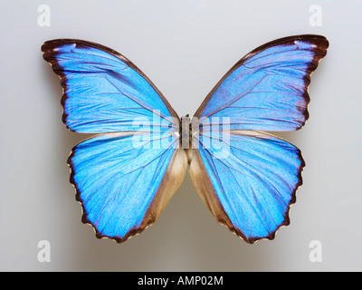 Top Shot extreme piano vista ravvicinata di un Menelao blue morfo (Morpho menelao) farfalla, aperto alato, contro uno sfondo bianco in un studio Foto Stock