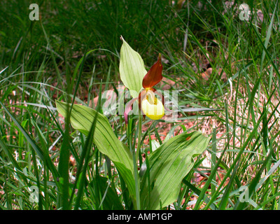 L3kcf1tju Cypripedium Venus Lady Giallo S Calceolus Di Ciuffo De Sabot zGUpqSMV
