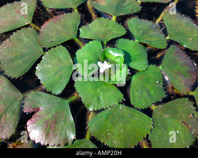 Macre nageante Castagno d'acqua Trapa natans lascia azioni azione Africa specie Specie africane Asia specie Specie asiatiche Biolo Foto Stock