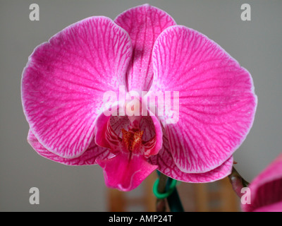 La Hampe d Orchidee e fiori di orchidea Phalaenopsis schilleriana Bluete orchidee piante Pflanzen Blumen fiori orchidee Orchideen Kna Foto Stock