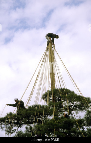 I giardinieri dei famosi giardini Kenrokuen di Kanazawa legano lo yukitsuri (corde usate per proteggere gli alberi delicati dalla neve pesante, Kanazawa, corde di neve giapponese sugli alberi Foto Stock