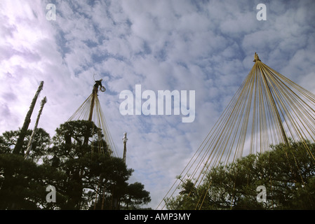 Un operaio dei famosi giardini Kenrokuen di Kanazawa che legano le corde di Yukitsuri agli alberi per proteggerli dalle nevi pesanti. Kanazawa, Giappone Foto Stock
