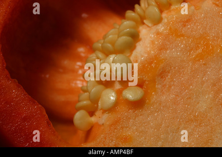 Peperone rosso Foto Stock