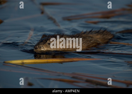 Topo muschiato nuotare nel lago in Upstate New York Foto Stock